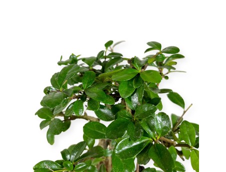 Carmona macrophylla - Arbre à thé - 32 cm