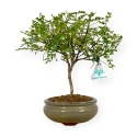 Zanthoxylum - Pepper tree - 29 cm