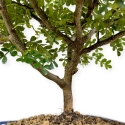 Zanthoxylum - Pepper tree - 36 cm