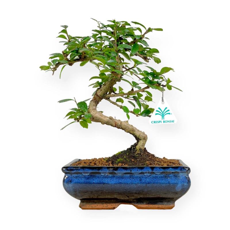 Carmona macrophylla - Tea tree - 32 cm