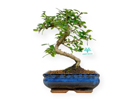 Carmona macrophylla - Arbre à thé - 32 cm