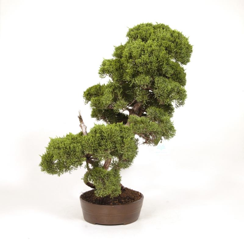 Juniperus chinensis - Genévrier - 60 cm