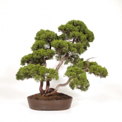 Juniperus chinensis - Wacholder - 60 cm