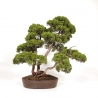 Juniperus chinensis - Juniper - 60 cm