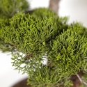 Juniperus chinensis - Genévrier - 60 cm
