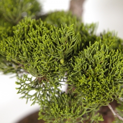 Juniperus chinensis - Wacholder - 60 cm