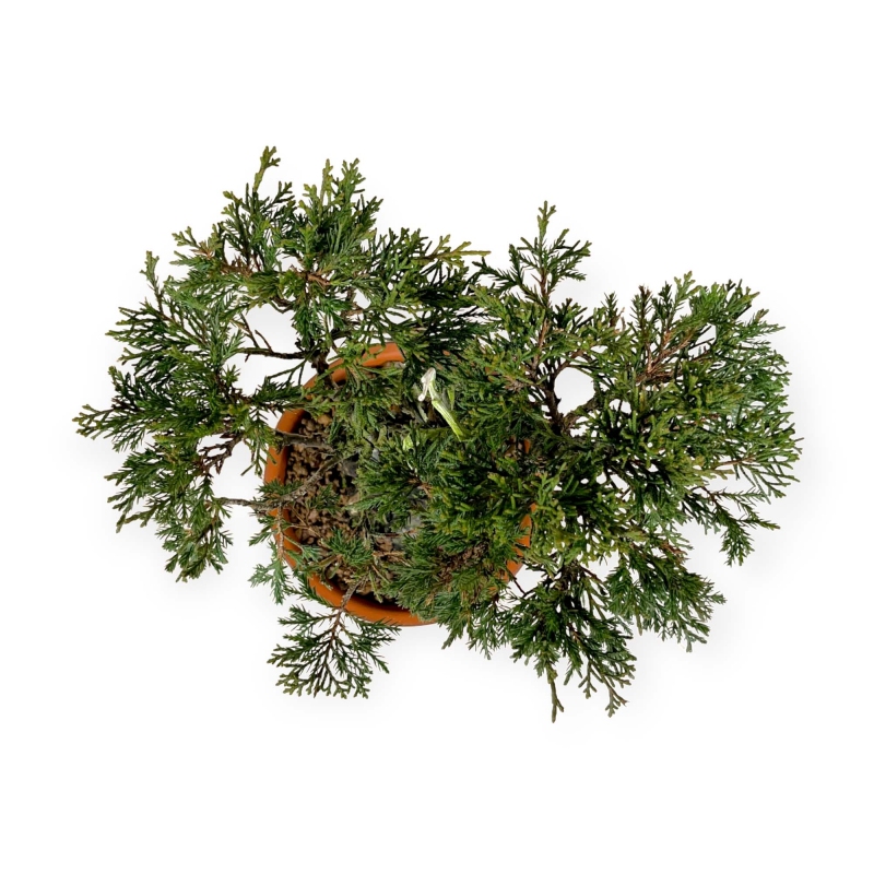 Juniperus chinensis - Juniper - 24 cm