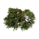 Juniperus chinensis - Juniper - 20 cm