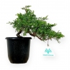 Juniperus chinensis - Juniper - 21 cm