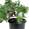 Juniperus chinensis - Ginepro - 21 cm