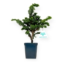 Chamaecyparis obtusa sekka - False cypress - 27 cm
