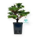 Chamaecyparis obtusa - False cypress - 22 cm