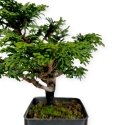 Chamaecyparis obtusa - False cypress - 22 cm