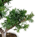 Juniperus chinensis - 34 cm