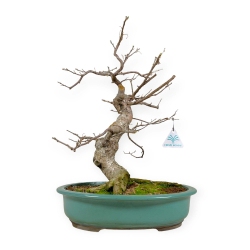Symplocos chinensis v. pilosa - 51 cm