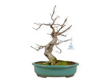 Symplocos chinensis v. pilosa - 51 cm