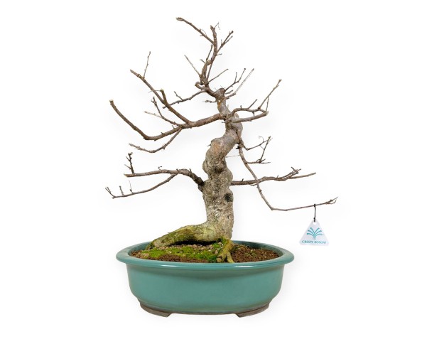 Symplocos chinensis v. pilosa - 51 cm 2