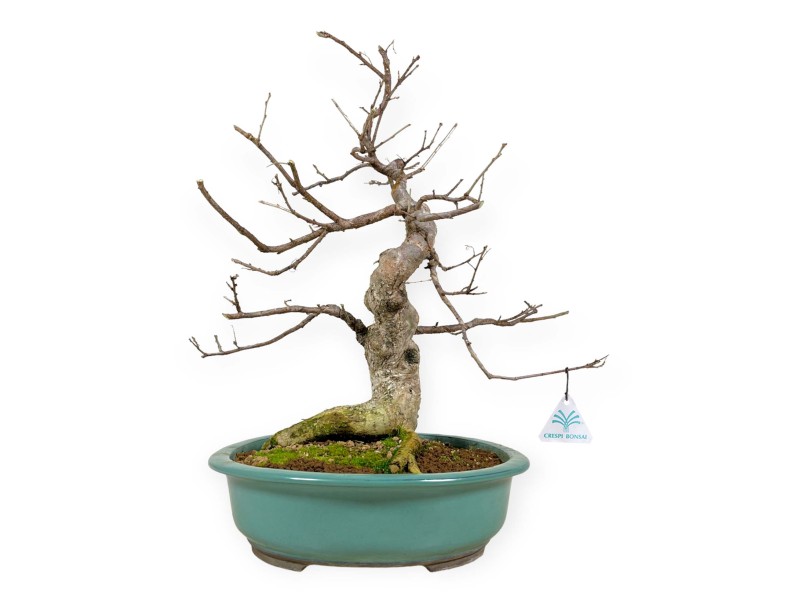 Symplocos chinensis v. pilosa - 51 cm