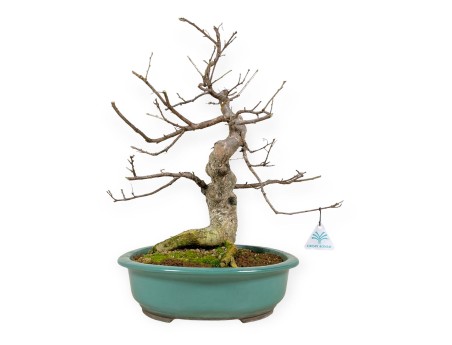 Symplocos chinensis v. pilosa - 51 cm