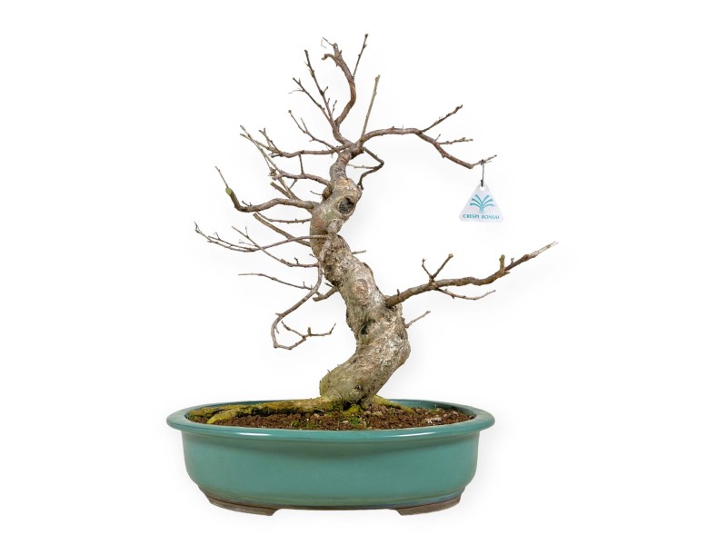 Symplocos chinensis v. pilosa - 51 cm