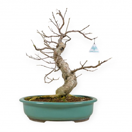 Symplocos chinensis v. pilosa - 51 cm