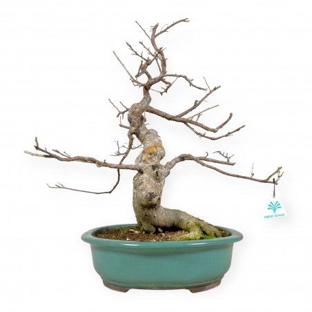 Symplocos chinensis v. pilosa - 51 cm