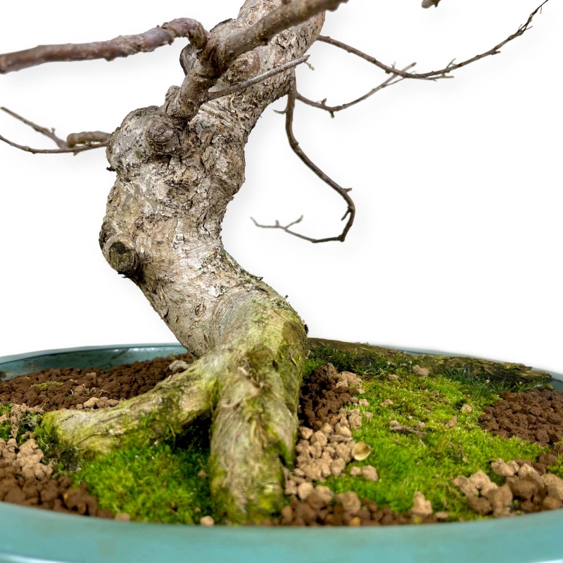 Symplocos chinensis v. pilosa - 51 cm