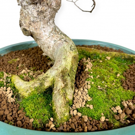 Symplocos chinensis v. pilosa - 51 cm