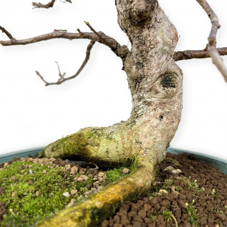 Symplocos chinensis v. pilosa - 51 cm