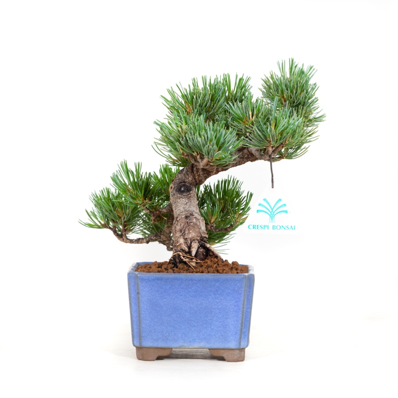 Pinus pentaphylla - Pine five needles - 32 cm