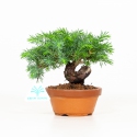 Juniperus rigida - Temple juniper - 15 cm