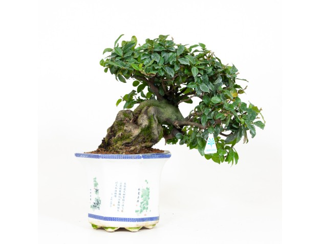 Diospyros kaki - Caqui - 40 cm