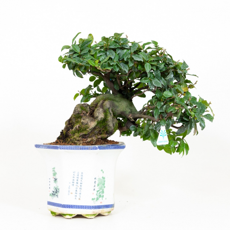 Diospyros kaki - Cachi - 40 cm
