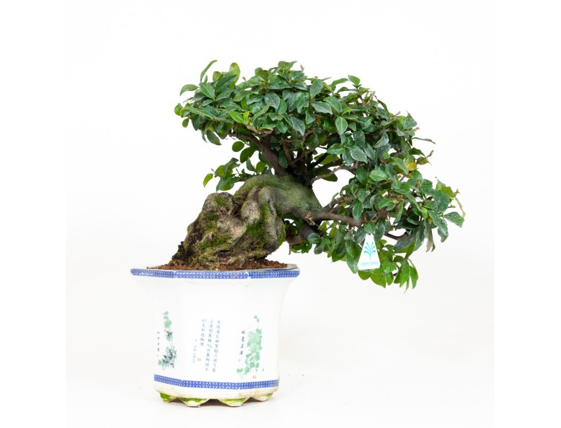 Diospyros kaki - Caqui - 40 cm