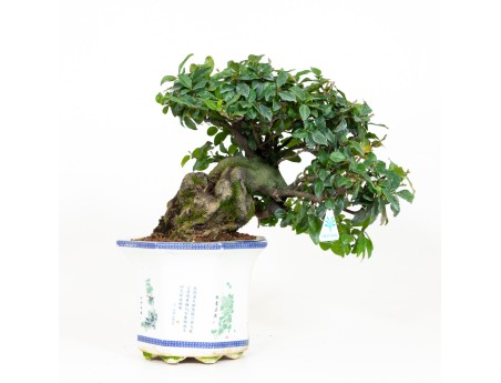 Diospyros kaki - Kaki - 40 cm