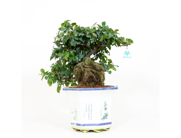 Diospyros kaki - Figuier cacque - 40 cm 2