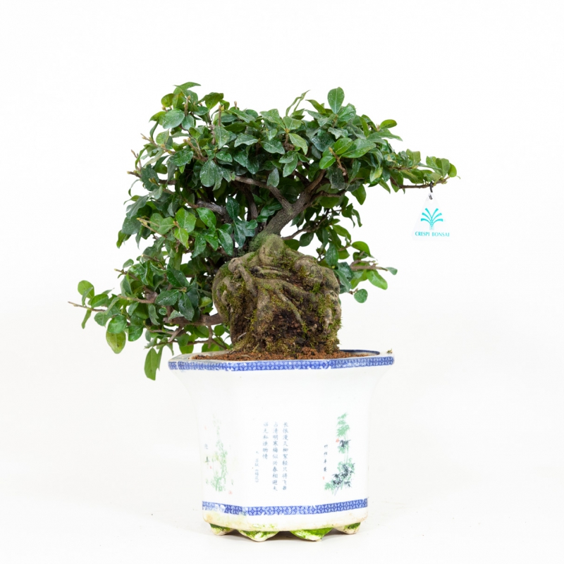 Diospyros kaki - Cachi - 40 cm