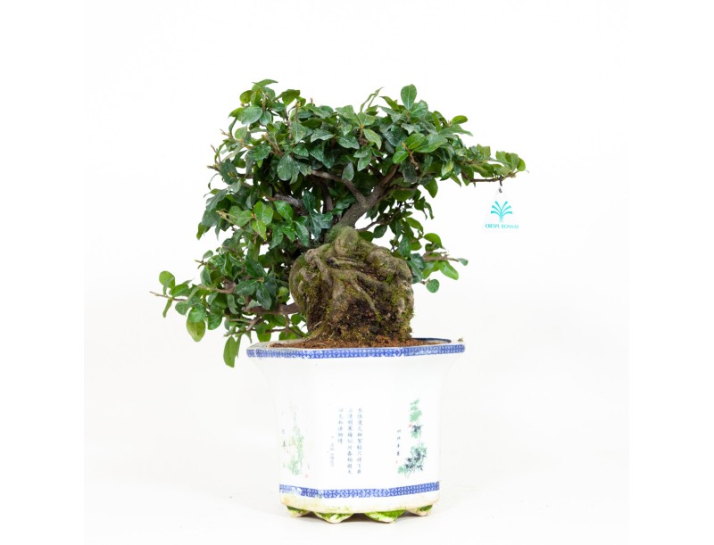 Diospyros kaki - Figuier cacque - 40 cm