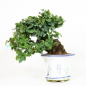 Diospyros kaki - Cachi - 40 cm