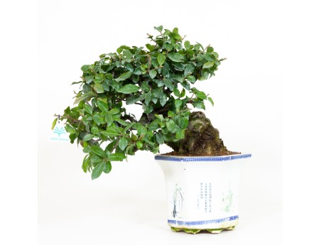 Diospyros kaki - Kaki - 40 cm