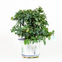 Diospyros kaki - Cachi - 40 cm