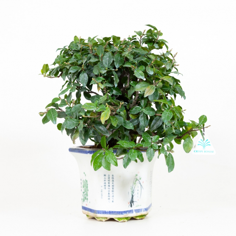 Diospyros kaki - Cachi - 40 cm