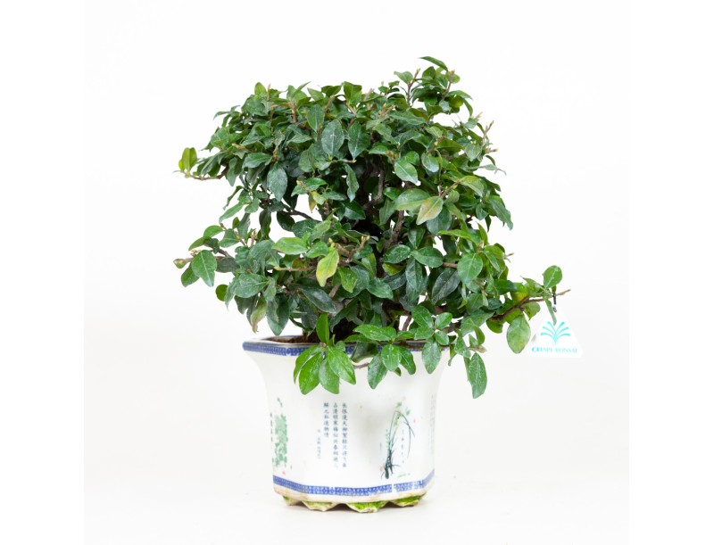 Diospyros kaki - Caqui - 40 cm