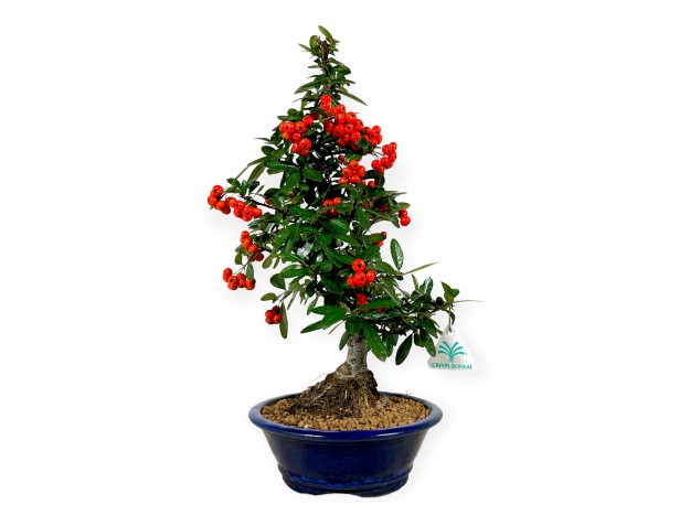 Piracanta - 44 cm