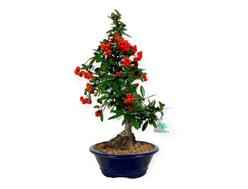 Firethorn - 44 cm