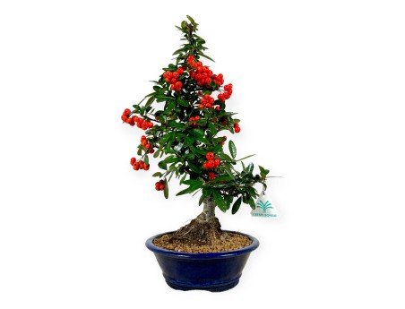 Vuurdoorn - 44 cm