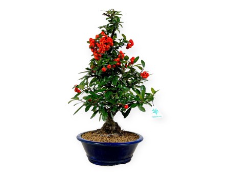 Firethorn - 44 cm