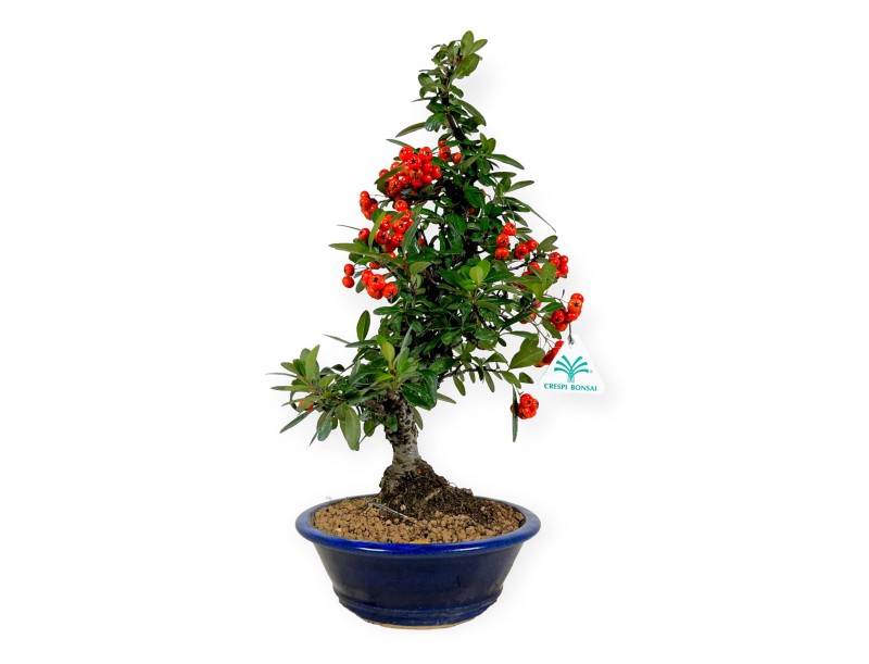 Piracanta - 44 cm