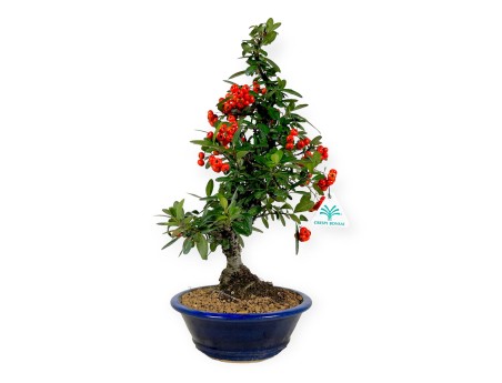 Firethorn - 44 cm