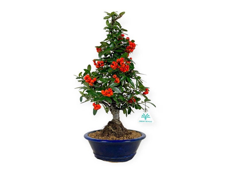 Vuurdoorn - 44 cm